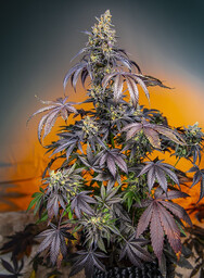 Red Gorilla Girl XL Auto - nasiona feminizowane