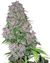 Purple Bud - feminizowane nasiona marihuany 5 sztuk,