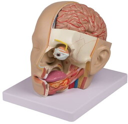 Erler-zimmer Model anatomiczny ludzkiej głowy