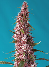 Red Pure CBD Auto - nasiona feminizowane 3