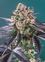Red Strawberry Banana Auto - nasiona feminizowane 3