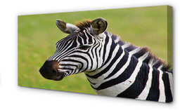Obraz na płótnie Zebra