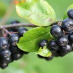 Aronia - 1 sztuka, sadzonka w doniczce
