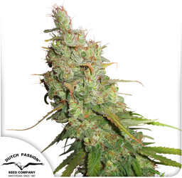 Desfrán - nasiona feminizowane autoflower 3 szt Dutch