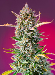 Gorilla Sherbet F1 FAST - nasiona feminizowane 3
