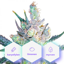 King Cheese Szybka wersja - nasiona feminizowane 3