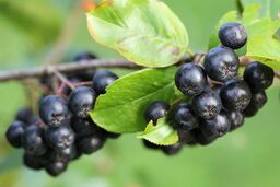 Aronia - 1 sztuka, sadzonka w doniczce