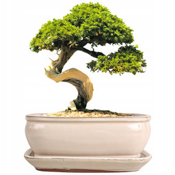 Donica Do Bonsai Z Podstawką Ceramiczna Szkliwiona Kremowa