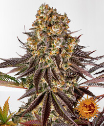 GELATO 45 nasiona feminizowane 3 szt Barney s