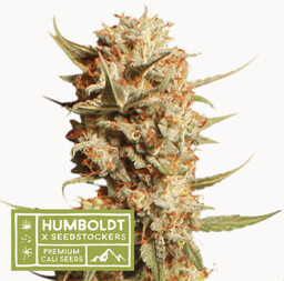 Thunder Banana Auto - nasiona marihuany autoflowering HumboldtXSeedstockers