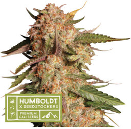 Blue Moby Auto - nasiona marihuany autoflowering HumboldtXSeedstockers