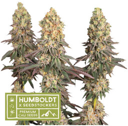 Nasiona marihuany autoflowering Mack & Crack Auto, HumboldtXSeedstockers,