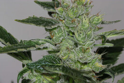 Alaskan Purple - feminizowane nasiona marihuany 5 szt,