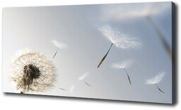 Foto obraz canvas Dmuchawiec