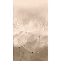 Mural druk cyfrowy winylowy na flizelinie dmuchawce