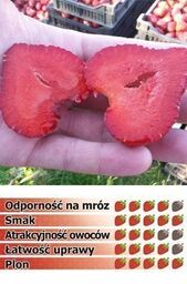 Truskawka DIPRED Frigo