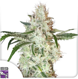 Lemon OG - nasiona feminizowane 3 szt, Super