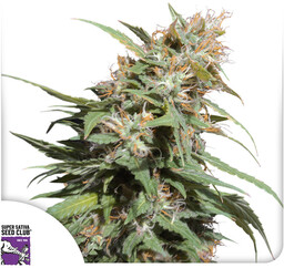 Pineapple Poison - nasiona feminizowane 3 szt, Super