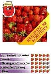 Truskawka SENGA SENGANA XXL (4 sztuki)