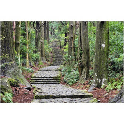 60x40cm Obraz Japońska ścieżka przez las