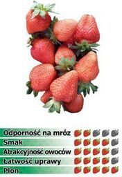 Truskawka LINOSA