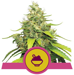 Blue Gelato - nasiona feminizowane 3 szt Royal