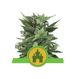 Royal Kush Automatic - nasiona autofloweringowe 3szt, Royal