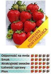 Truskawka OSTARA 10 szt. sadzonek doniczkowanych