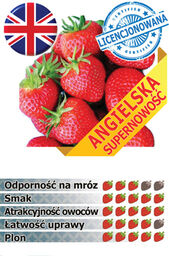Truskawka FLORENCE - 10 szt. sadzonek doniczkowanych