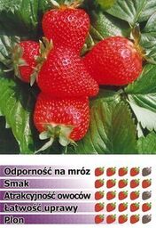 Truskawka AROSA 10 szt. sadzonek doniczkowanych