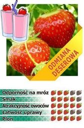 Truskawka ELSANTA - 10 szt. sadzonek doniczkowanych