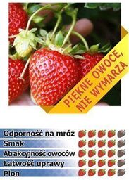 Truskawka KORONA - 10 szt. sadzonek doniczkowanych