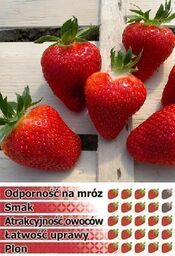Truskawka CLERY 10 szt. sadzonek doniczkowanych