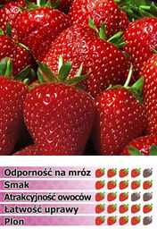 Truskawka KENT - 10 szt. sadzonek doniczkowanych