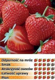 Truskawka HONEOYE 10 sadzonek ukorzenionych
