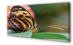 Obraz na płótnie Motyl