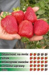 Truskawka JOLY 10 szt. sadzonek doniczkowanych