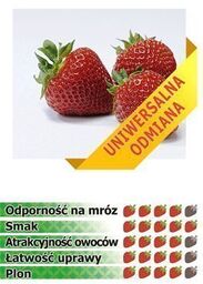 Truskawka POLKA - 10 szt. sadzonek doniczkowanych