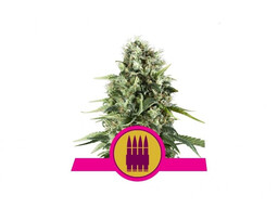 Royal AK nasiona feminizowane 3 szt Royal Queen