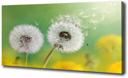 Foto obraz canvas Dmuchawce