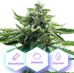 Gorilla Glue - nasiona feminizowane 10 szt Cannapio