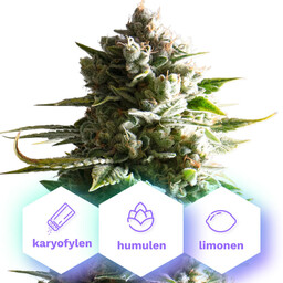 Auto Gelato Cookies - nasiona kwitnące automatycznie 10