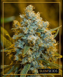 Nasiona feminizowane Critical Jack 3szt Silent Seeds
