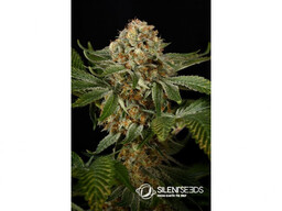 OG Kush Feminizowane nasiona 3szt Silent Seeds