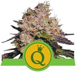Purple Queen Automatic - nasiona feminizowane i automatycznie