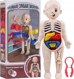 KingSzop Model Ludzkiego Ciała Anatomiczny Organy Ludzkie Edukacyjna