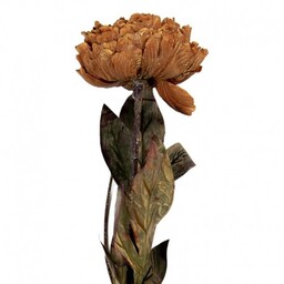 Sztuczne Kwiaty Suszone 65 cm F Clayre &