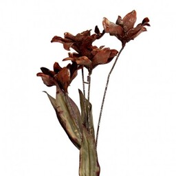 Sztuczne Kwiaty Suszone 60 cm C Clayre &