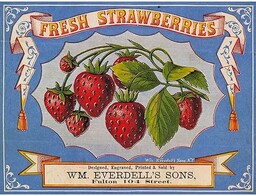 Wee Blue Coo Reklama jedzenie truskawka Everdell owoc