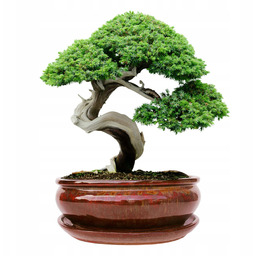 Donica bonsai z podstawką ceramiczna szkliwiona czerwona H:10x20,8x25,5cm